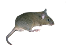 Σπιτικός ποντικός (Mus musculus domesticus)